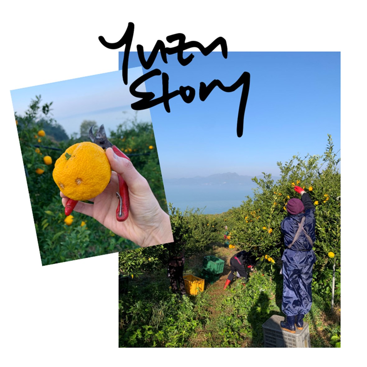yuzu-story