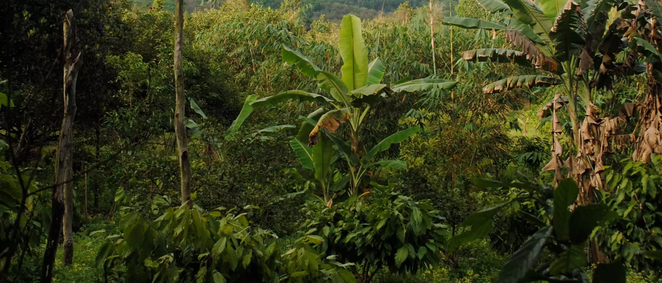 Klimatförändringarna