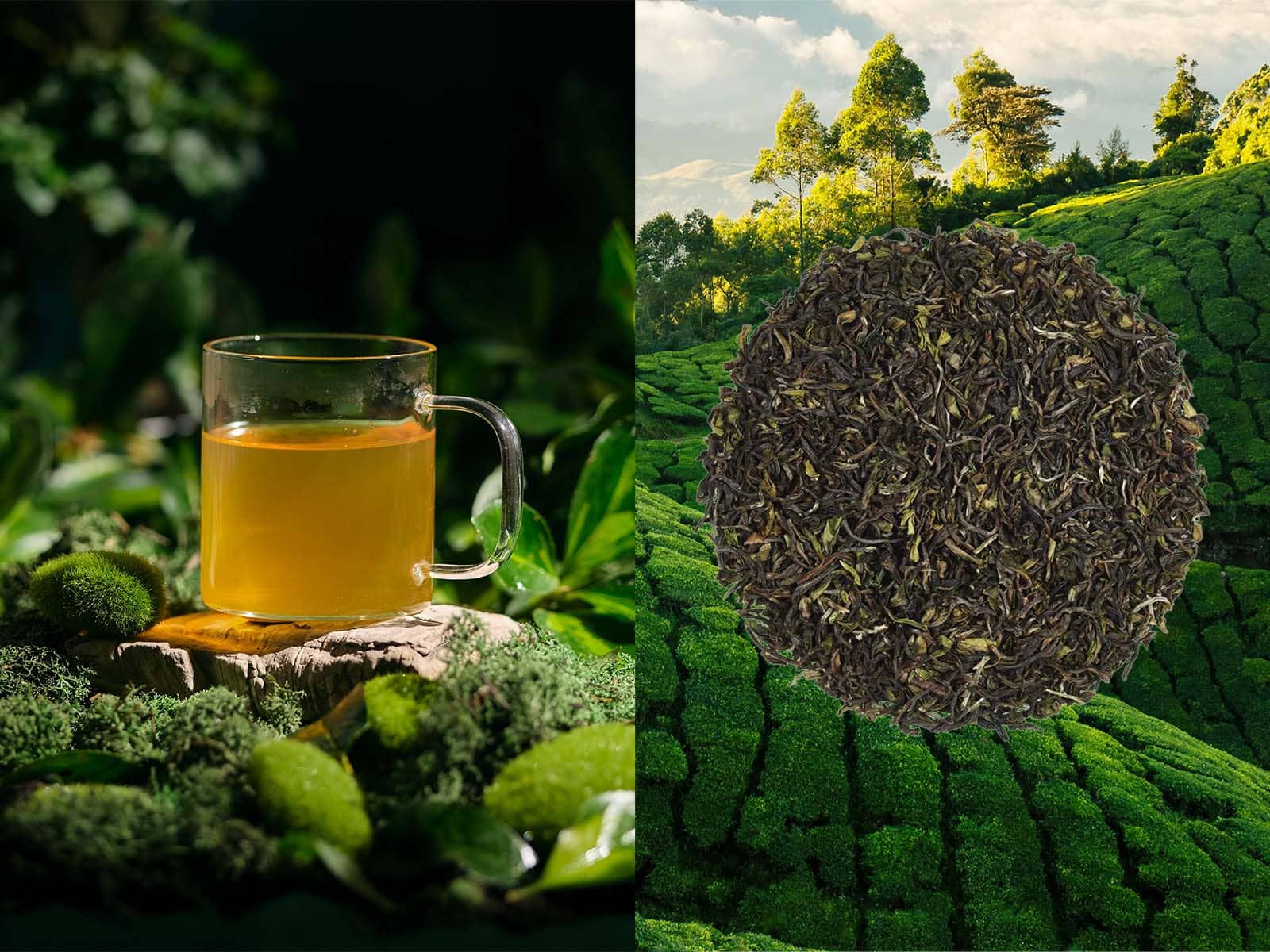 Darjeeling-Arya-First-Flush