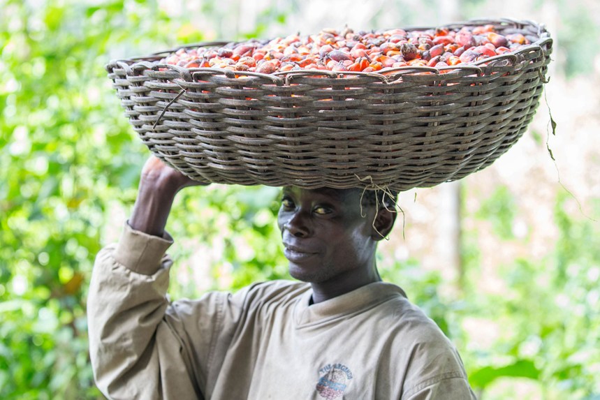 Bonde bär colanötter